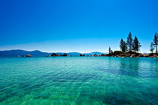 photo of ocean near mountains and Pinus trees during day time